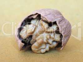 walnut fruit food