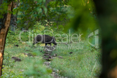 Wild boar on the forest in springtime