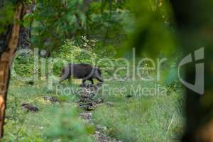Wild boar on the forest in springtime