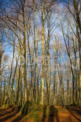 Beautiful beech forest near town Olot in Spain, La Fageda