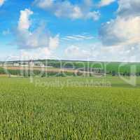 Wheat field and blue sky