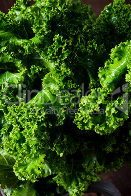 Kale Brassica oleracea