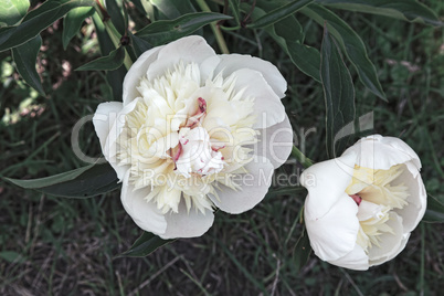 Blossoming white peony among green leaves