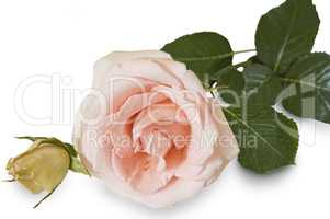 Beautiful blooming roses on a white background.
