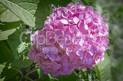 Beautiful blooming hydrangea on a background of green leaves