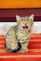 grey kitten yawns wide opened the mouth