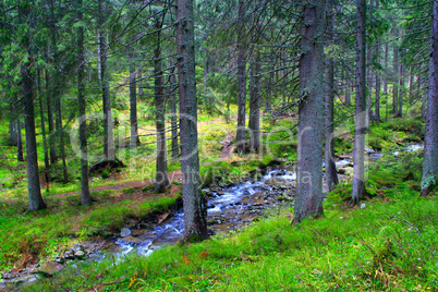 mountainous river in the forest