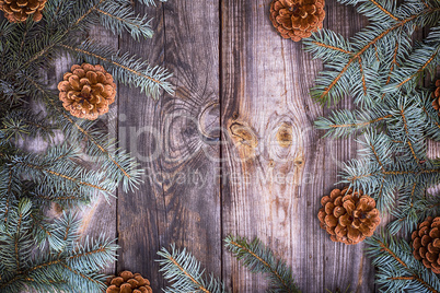 green branch of spruce with a cone