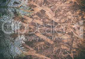 green spruce branch on a brown wooden background