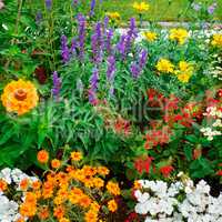 beautiful background of bright garden flowers