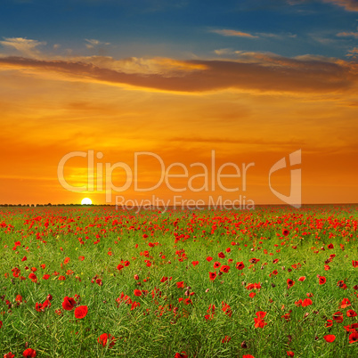 Field with poppies and sunrise