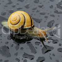 Snail after the rain