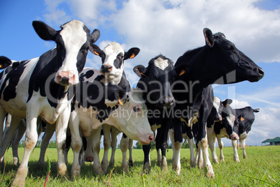 Holstein cows cattle
