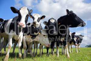 Holstein cows cattle