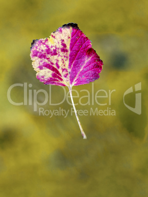 Leaf flies through the air in autumn