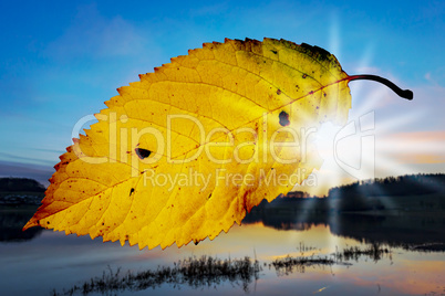 Leaf flies through the air in autumn