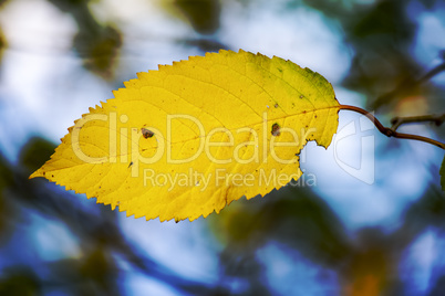 Leaf flies through the air in autumn