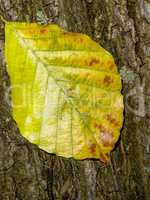 Leaf in Autumn with tree bark
