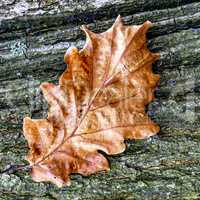 Leaf in Autumn with tree bark