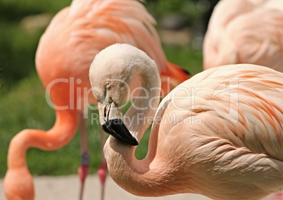 Flamingos im Tierpark