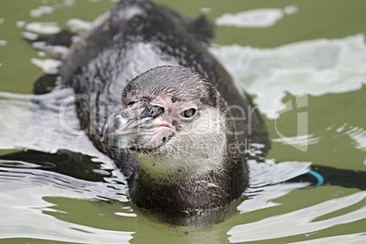 Pinguin schwimmt im Wasser