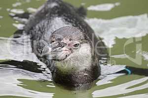 Pinguin schwimmt im Wasser