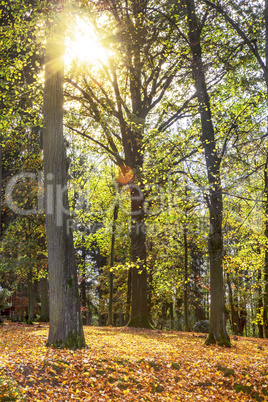 In the autumnal park