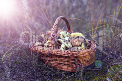 Wicker brown basket with forest edible mushrooms