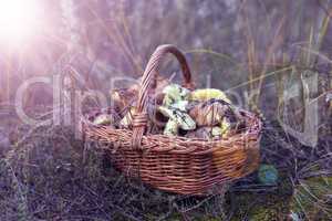 Wicker brown basket with forest edible mushrooms