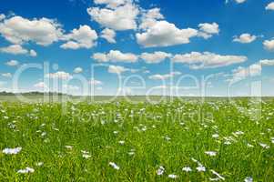 field with flowering flax and blue sky