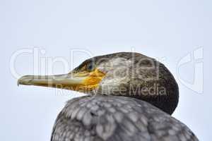 Kormoran