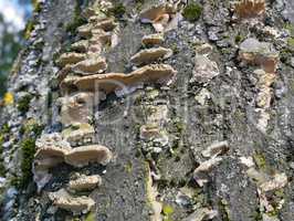 Fungus on a birch tree stem