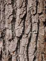 Bark of willow, close-up