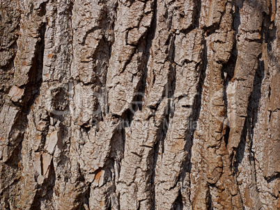 Willow bark close-up