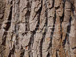 Willow bark close-up