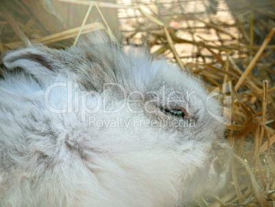 Fluffy Rabbit close-up