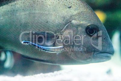 Bluestreak cleaner wrasse Labroides dimidiatus