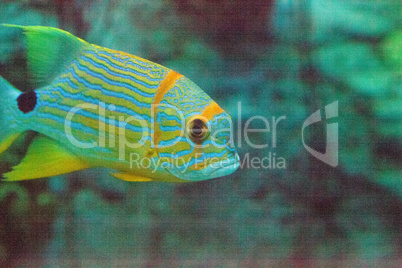 Blue and orange sweetlips fish Plectorhinchus chrysotaenia