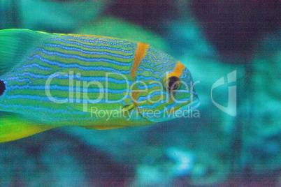 Blue and orange sweetlips fish Plectorhinchus chrysotaenia