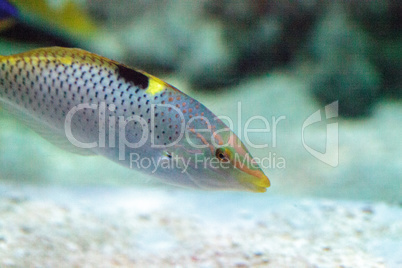 Checkered wrasse Halichoeres hortulanus