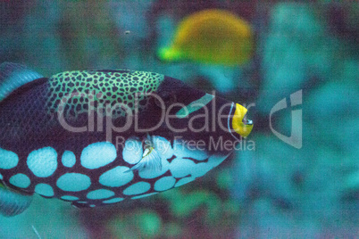 Clown triggerfish Balistoides conspicillum