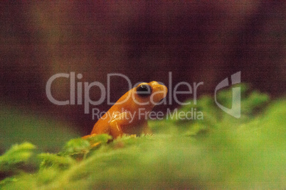 Golden mantella frog Mantella aurantica