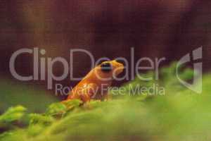 Golden mantella frog Mantella aurantica