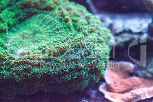 Green bubble coral also called green anemone