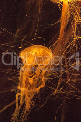 Japanese sea nettle jellyfish Chrysaora pacifica