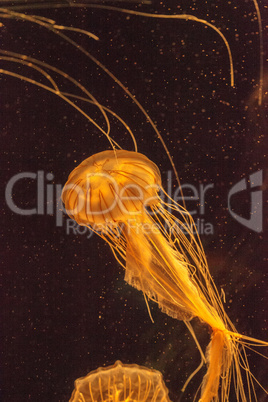 Japanese sea nettle jellyfish Chrysaora pacifica