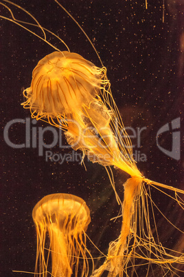 Japanese sea nettle jellyfish Chrysaora pacifica