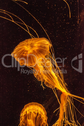 Japanese sea nettle jellyfish Chrysaora pacifica