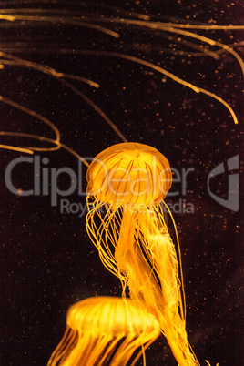 Japanese sea nettle jellyfish Chrysaora pacifica