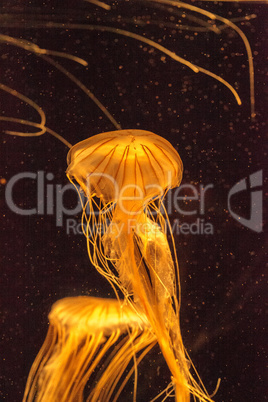 Japanese sea nettle jellyfish Chrysaora pacifica